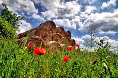 Field Blossoms - clouds, poppies, hay, grass, sky