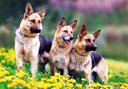 German Shepherds - trio, nature, flowers, blossoms