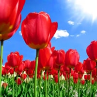 Field of red tulips