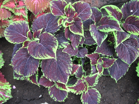 Colorful plants at the garden 01 - purple, green, photography, Garden, Fields