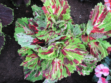 Colorful plants at the garden 02 - photography, purple, fields, green