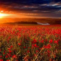 Sunset poppy field