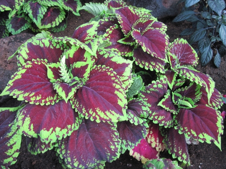 Colorful plants at the garden 03 - purple, garden, green, photography, Fields