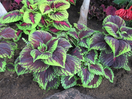 Colorful plants at the garden 04 - garden, purple, photography, fields, green