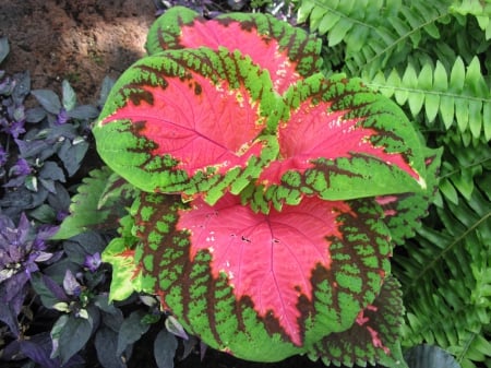 Colorful plants at the garden 10 - fields, red, photography, green, garden