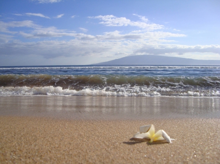 Plumeria on a Beach in Hawaii - plumeria, beach, sea, island, hawaii, ocean, flower, sand, islands, tropical, exotic, hawaiian, paradise, frangipani