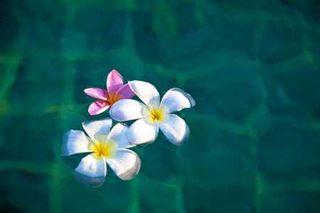 Plumeria Floating on a Pool - frangipani, swimming, water, tropical, hawaii, exotic, floating, hawaiian, flowers, pool, plumeria, float