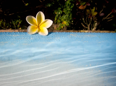 Plumeria by a Swimming Pool - frangipani, swimming, water, tropical, hawaii, exotic, yellow, blue, hawaiian, pool, plumeria, flower