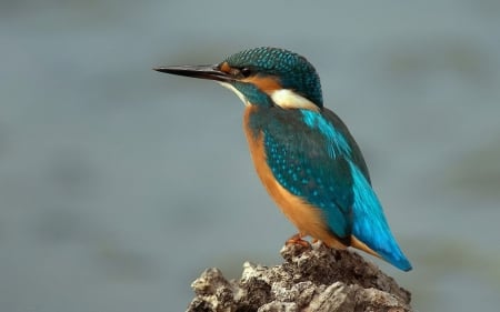 Kingfisher - kingfisher, wallpaper, bird, beautiful