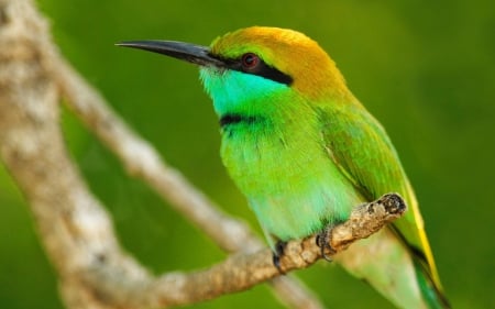 colorful bird - birds, colors, green, humming