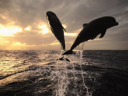 dolphins - dolphins, animals, sunset, sea, nature