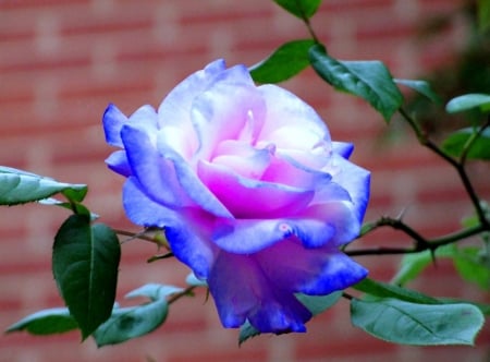 Rose of life - image, rose, expression, color, new, wallpaper