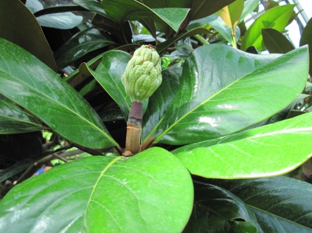 Colorful plants at the garden 15 - Leaf, green, photography, Magnolia, Fields