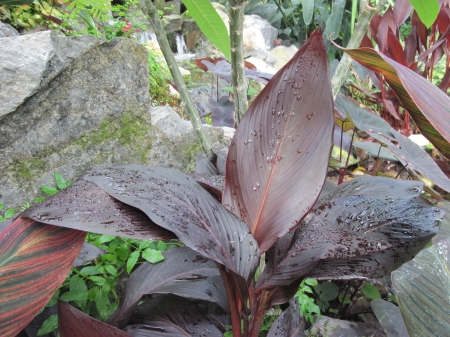 Colorful plants at the garden 16 - garden, brown, leaf, photography, fields