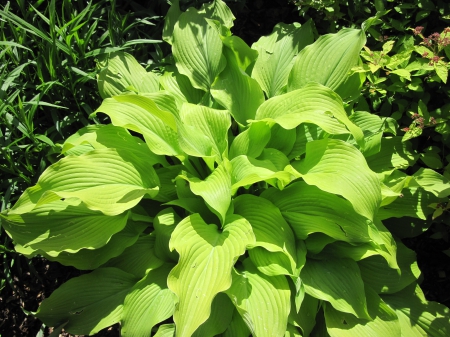 Colorful plants at the garden 17 - green, Fields, photography, garden