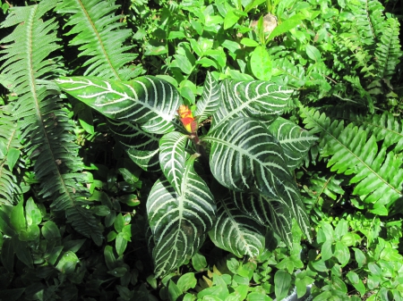 Colorful plants at the garden 20 - garden, green, photography, Plants, Fields