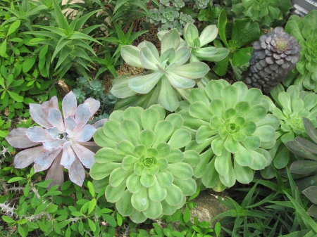 Colorful plants at the garden 22 - garden, photography, fields, green