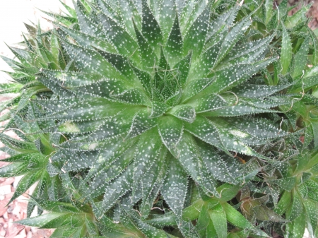 Colorful plants at the garden 23