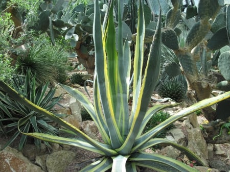 Colorful plants at the garden 24 - photography, fields, cactus, green