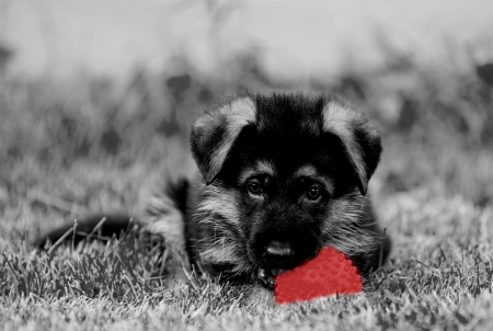 I need somebody to play with me! - image, dog, expression, color, new, wallpaper