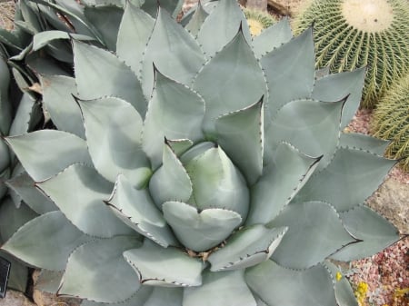 Colorful plants at the garden 26 - garden, photography, fields, cactus, green