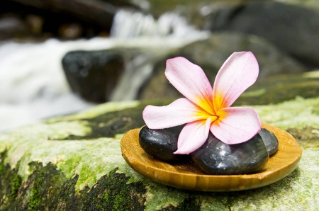 Plumeria on Rocks by a Waterfall - water, plumeria, spa, hawaii, flower, stones, nature, waterfall, tropical, exotic, hawaiian, frangipani, rocks