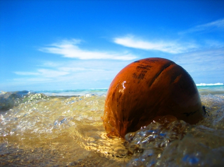 Coconut Floating in Ocean - lagoon, blue, beach, island, polynesia, sand, tahiti, float, coconut, floating, atoll, exotic, paradise, sea, ocean, islands, tropical, bora bora