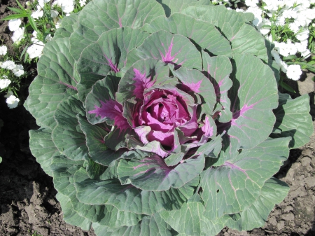 Colorful plants at the garden 32 - purple, garden, green, photography, Fields