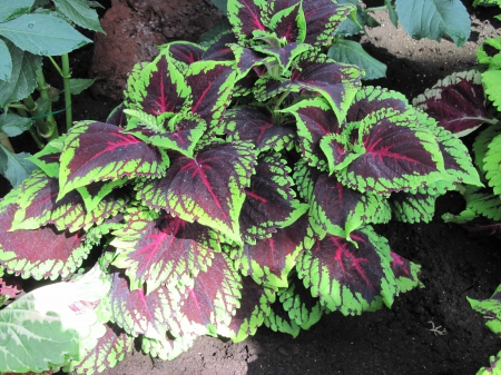 Colorful plants at the garden 34 - purple, garden, photography, Green, Fields