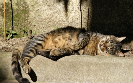 Cat - pretty, cat face, sleepy, paws, kitten, cats, face, sleeping, hat, beautiful, beauty, lovely, sweet, cat, cute, animals, kitty