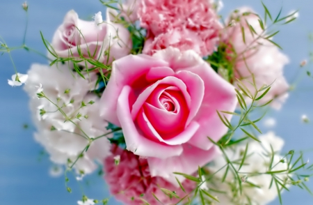 Rose - nature, flowers, rose, photo, flower