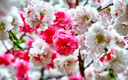 Flowers - white, red, flower, flowers, photo, nature