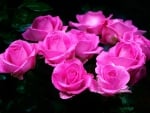 Gorgeous Pink Roses