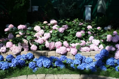 A Flower cannot blossom without Sunshine 03 - hydrangeas, garden, pink, flowers, photography, blue, green