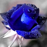 Blue Rose