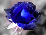 Blue Rose