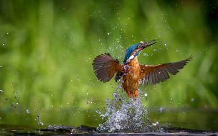 prey - bird, prey, birds, water