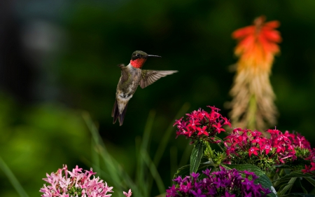 Male Ruby Throated Hummingbird - flowers, hummengbird, bird, flying