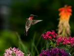 Male Ruby Throated Hummingbird