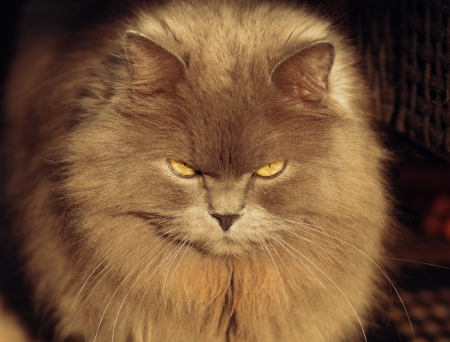 *** Fluffy cat *** - cat, cats, animal, animals