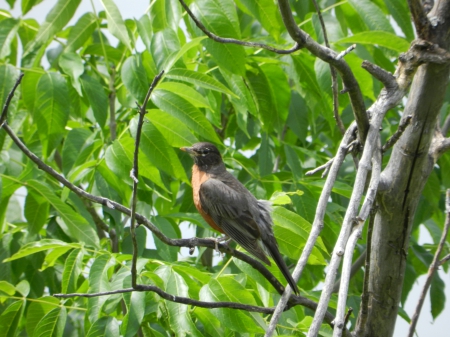 A Canadian Robin #2 - canada, 2, canadian bird, robin