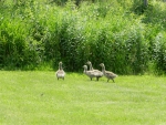 Young Canada Goslings #1