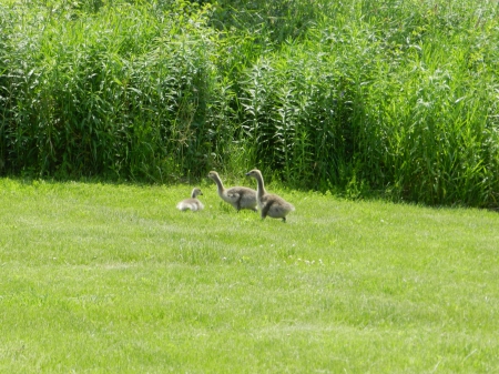 Young Canada Glosings #2 - 2, goslings, young, Canada