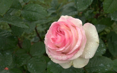 a pink rose with some Raindrops on it - a, rose, rain, pink, drop, outside, on