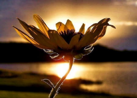 flower sunset - flowers, beach, sunset, sea, nature