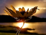 flower sunset