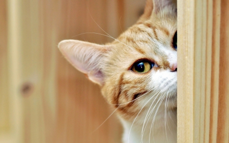 Hiding - white, ginger, hiding, cute, eye, orange, cat