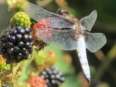 Dragonfly Bramble - bugs, nature, dragonfly, insects