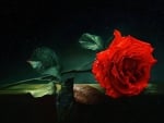 Beauty of a red rose