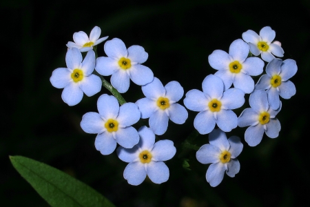 Heart - flowers, beautiful, love, heart